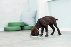 Trixie Junior Likplaat Mintgroen (15X15 CM) 21 Trixie Junior Likplaat Mintgroen (15X15 CM) -Huisdier Verkoop 1200x799 29