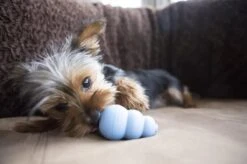 Kong Puppy - Hondenspeelgoed - Assorti - L -Huisdier Verkoop 1200x799 33