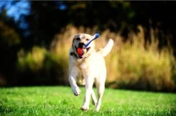 Chuckit! Chuckit Ultra Tug – Hondenspeelgoed - Blauw/Oranje – Large - ø 7 Cm 18 Chuckit! Chuckit Ultra Tug – Hondenspeelgoed - Blauw/Oranje – Large - ø 7 Cm -Huisdier Verkoop 1200x799 37