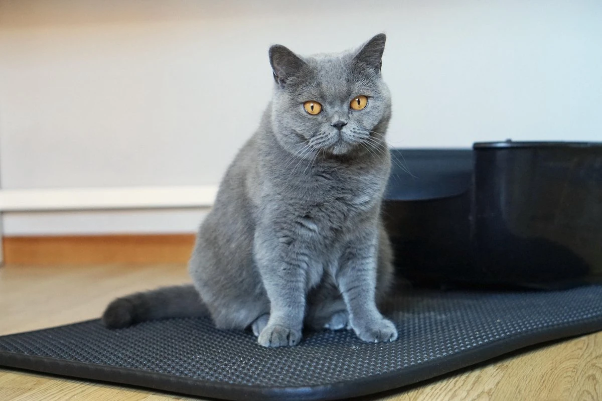 Merkloos Tastelio XXL Kattenbakmat 75x55cm - Groot Kattenbak Mat Met Innovatieve Honingraatstructuur - Dubbele Waterdichte Laag - Katten Bak Mat Met Eenvoudige Reiniging Grit Opvanger 11 Merkloos Tastelio XXL Kattenbakmat 75x55cm - Groot Kattenbak Mat Met Innovatieve Honingraatstructuur - Dubbele Waterdichte Laag - Katten Bak Mat Met Eenvoudige Reiniging Grit Opvanger - Afbeelding 9