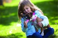 Kong Puppy - Hondenspeelgoed - Assorti - M -Huisdier Verkoop 1200x800 128