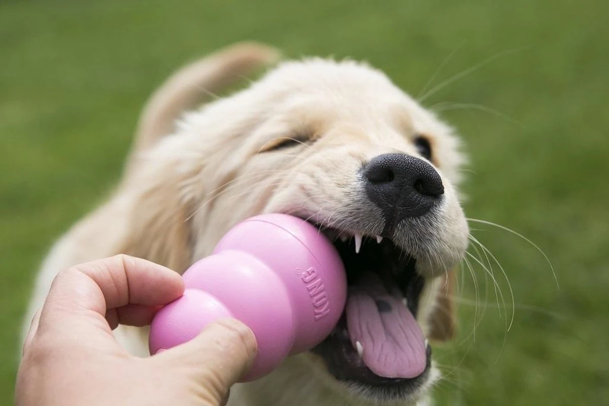 Kong Puppy - Kauwbot Hondenspeelgoed Small - Kauwbot - 85mm X 42mm - Groen/Wit 15 Kong Puppy - Kauwbot Hondenspeelgoed Small - Kauwbot - 85mm X 42mm - Groen/Wit - Afbeelding 13