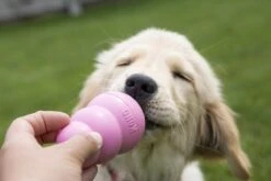 Kong Puppy - Kauwbot Hondenspeelgoed Small - Kauwbot - 85mm X 42mm - Groen/Wit 36 Kong Puppy - Kauwbot Hondenspeelgoed Small - Kauwbot - 85mm X 42mm - Groen/Wit -Huisdier Verkoop 1200x800 133