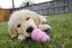 Kong Puppy - Kauwbot Hondenspeelgoed Small - Kauwbot - 85mm X 42mm - Groen/Wit 37 Kong Puppy - Kauwbot Hondenspeelgoed Small - Kauwbot - 85mm X 42mm - Groen/Wit -Huisdier Verkoop 1200x800 134