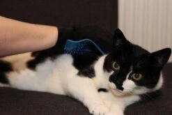 Merkloos Vachtverzorgingshandschoen 31 Merkloos Vachtverzorgingshandschoen -Huisdier Verkoop 1200x800 16