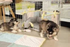 Beeztees Puppy Cosy Doggy - Hondenspeelgoed - Grijs - 120x12x9,5 Cm 10 Beeztees Puppy Cosy Doggy - Hondenspeelgoed - Grijs - 120x12x9,5 Cm -Huisdier Verkoop 1200x800 162