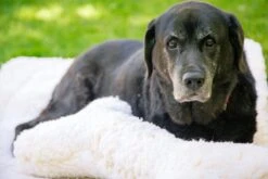 HuggleHounds - Wasbare Fleece Hondenmat Van Lamswol Voor Benches Of Als Los Kussen - In Naturel Of Grijs - S/M/L/XL/XXL - Grijs - S -Huisdier Verkoop 1200x800 181