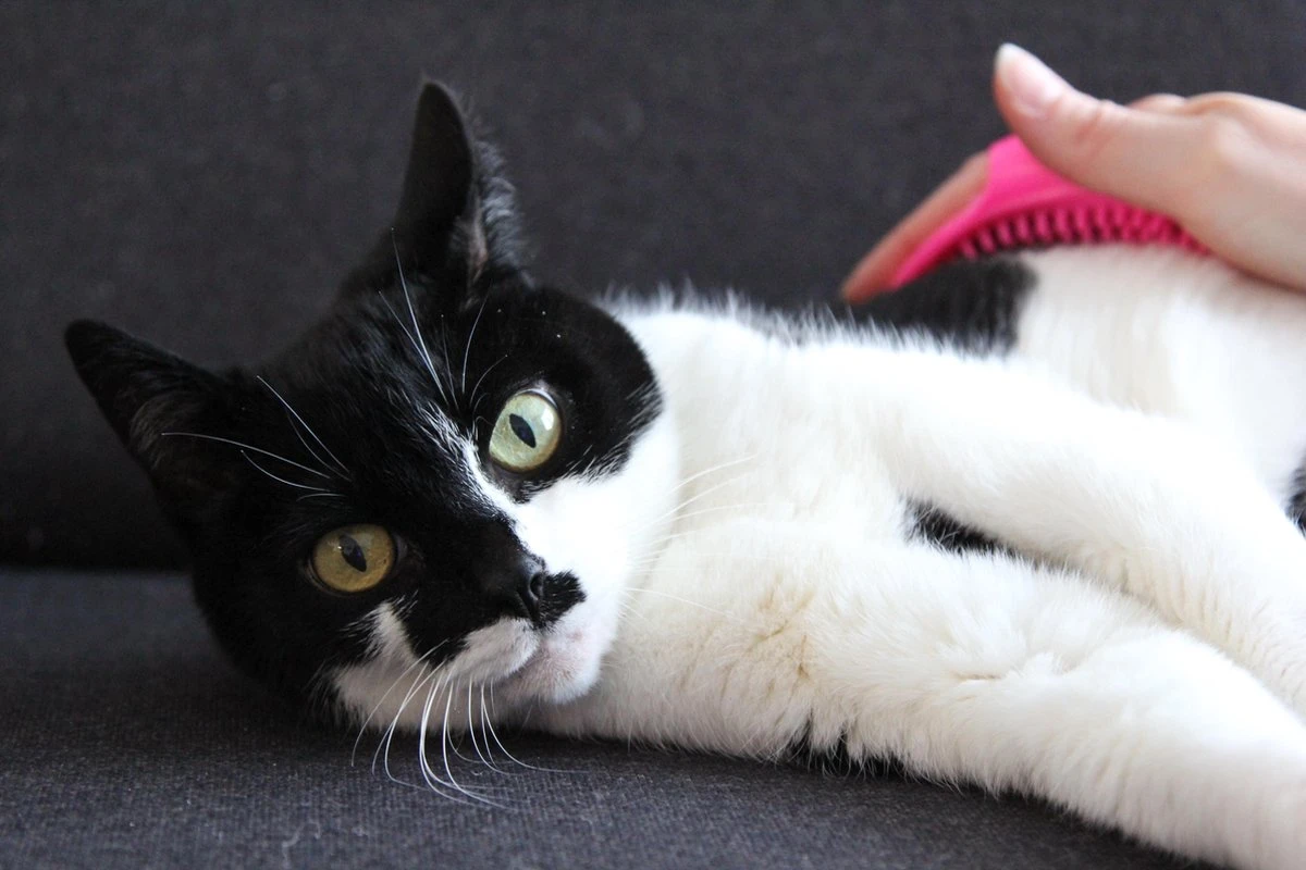 Merkloos Vacht Verzorgingsborstel Voor Hond En Kat (willekeurige Kleur) - Kattenborstel - Hondenborstel - Verstelbaar 4 Merkloos Vacht Verzorgingsborstel Voor Hond En Kat (willekeurige Kleur) - Kattenborstel - Hondenborstel - Verstelbaar - Afbeelding 2