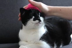 Merkloos Vacht Verzorgingsborstel Voor Hond En Kat (willekeurige Kleur) - Kattenborstel - Hondenborstel - Verstelbaar 8 Merkloos Vacht Verzorgingsborstel Voor Hond En Kat (willekeurige Kleur) - Kattenborstel - Hondenborstel - Verstelbaar -Huisdier Verkoop 1200x800 238