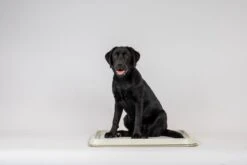 Easypets Puppy Training Pads - Zindelijkheidstraining - Hondentoilet - 60 X 60 Cm - 250 Stuks - INCL. PADHOUDER 8 Easypets Puppy Training Pads - Zindelijkheidstraining - Hondentoilet - 60 X 60 Cm - 250 Stuks - INCL. PADHOUDER -Huisdier Verkoop 1200x800 36