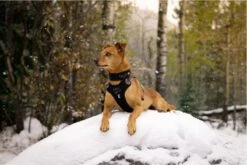 Hurtta Weekend Warrior Harness - 80/100 Cm - Raven -Huisdier Verkoop 1200x800 54