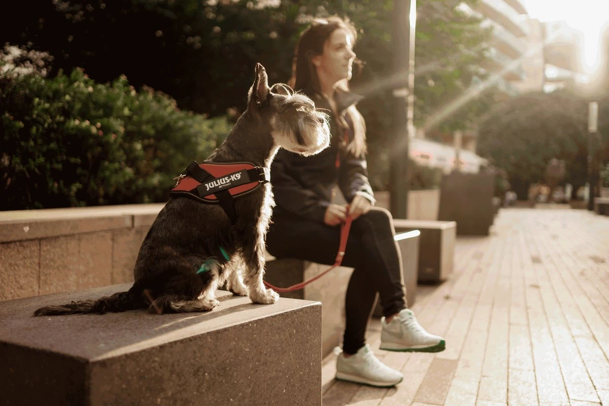 Julius K9 Julius-K9 IDC®Powertuig, S - Mini, Neon 6 Julius K9 Julius-K9 IDC®Powertuig, S - Mini, Neon - Afbeelding 4