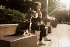 Julius K9 Julius-K9 IDC®Powertuig, S - Mini, Zwart 22 Julius K9 Julius-K9 IDC®Powertuig, S - Mini, Zwart -Huisdier Verkoop 1200x800 58