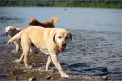 Chuckit! Ultra Bal - L - 7 Cm -Huisdier Verkoop 1200x800 61