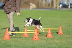 Trixie Dog Activity Hordenset - 3 ST -Huisdier Verkoop 1200x800 63