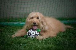 Honden Speelgoed Bal Voetbal Extra Sterk Met Handvaten Ball Hondenbal - 15 Cm - Dutchwide -Huisdier Verkoop 1200x800 64