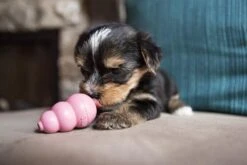 Puppy Kong - Small - Hondenspeeltje - Honden - Speelgoed - Pup -Huisdier Verkoop 1200x800 67