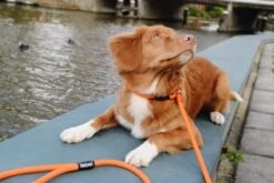 Rebel Petz - Honden Trainingslijn Met Halsband - Taupe, Zwart, Groen & Oranje - Maat Small Of Large - Kleur: Oranje, Maat: Large -Huisdier Verkoop 1200x800 7