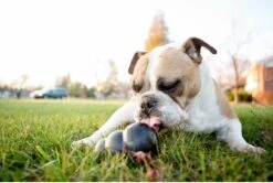 Kong Extreme -Huisdier Verkoop 1200x805 5