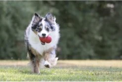 Kong Kauwbot - Hondenspeelgoed - Rood - S -Huisdier Verkoop 1200x806 5