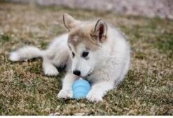 Puppy Kong - Small - Hondenspeeltje - Honden - Speelgoed - Pup -Huisdier Verkoop 1200x815 2