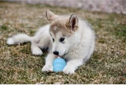 Kong Puppy - Hondenspeelgoed - Assorti - L -Huisdier Verkoop 1200x818 5