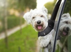 Thundershirt Antistress Vest - Dieren Antistressmiddel - Hond - Grijs - S - 43-53 Cm -Huisdier Verkoop 1200x870 1