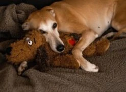 Merkloos Hondenknuffel - Puppyknuffel Met Hartslag - Knuffel Met Hartslag - Antistress Hond - Hondenspeelgoed 17 Merkloos Hondenknuffel - Puppyknuffel Met Hartslag - Knuffel Met Hartslag - Antistress Hond - Hondenspeelgoed -Huisdier Verkoop 1200x875 1