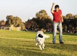 Kong Extreme -Huisdier Verkoop 1200x881 6