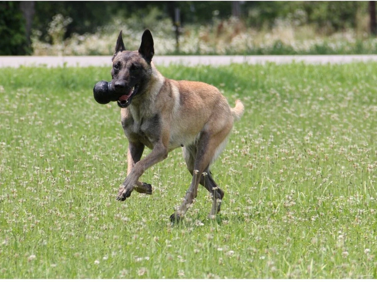 Kong Extreme - Hondenspeelgoed - Zwart - XL 4 Kong Extreme - Hondenspeelgoed - Zwart - XL - Afbeelding 2