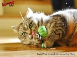 Yeowww! Stinkies Sardientje - Rood Met Sterren - 7.5 Cm - Catnip Kattenkruid ( Kattenspeeltjes ) -Huisdier Verkoop 1200x899 22