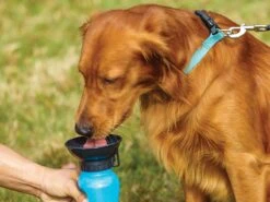 Honden Waterfles 500ML - Bidon - Honden Drinkfles - Waterfles Hond - Blauw -Huisdier Verkoop 1200x900 14