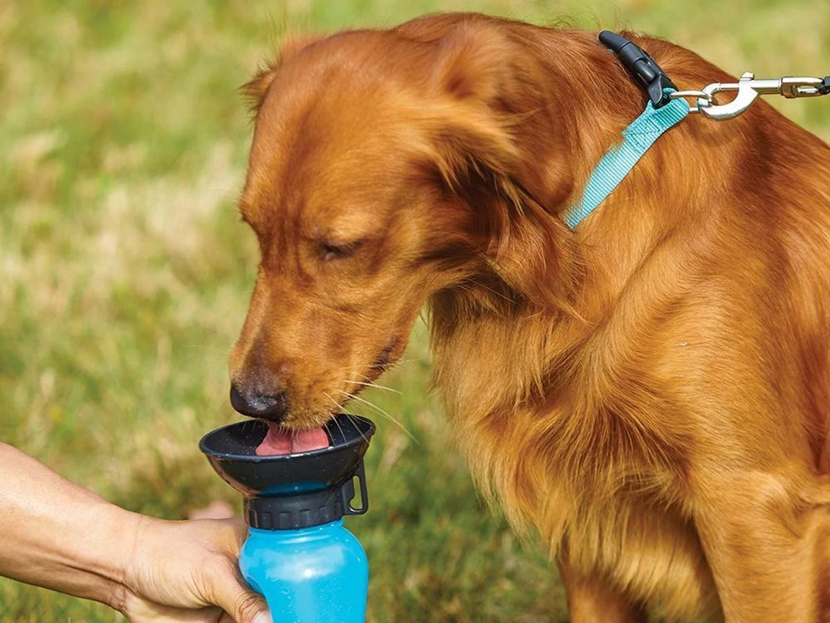 Merkloos Honden Drinkfles On The Go - Makkelijk Mee Te Nemen - Voor Op Reis Of Wandeling - 0.5L Blauw/zwart - Kado Tip !! 4 Merkloos Honden Drinkfles On The Go - Makkelijk Mee Te Nemen - Voor Op Reis Of Wandeling - 0.5L Blauw/zwart - Kado Tip !! - Afbeelding 2