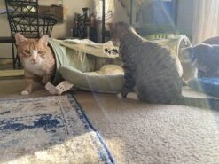 Pishoo® Kattentunnel - Speeltunnel Kat - Kattenspeeltjes - Kattenmand - Kattenhuis - Lichtgroen -Huisdier Verkoop 1200x900 28