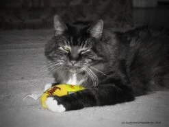 Yeowww! Chicata Banana - Speeltje Voor Katten Met Kattenkruid - De Meest Krachtige Catnip Ter Wereld – Onweerstaanbaar – Katoen – 17.7 Cm - Geel -Huisdier Verkoop 1200x900 45