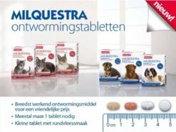Beaphar Milquestra Kleine Kat/kitten - 0,5 Tot 4 Kg - 2 Tabletten 15 Beaphar Milquestra Kleine Kat/kitten - 0,5 Tot 4 Kg - 2 Tabletten -Huisdier Verkoop 1200x904 12
