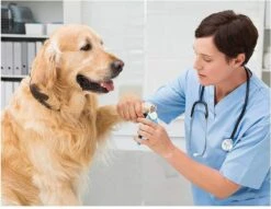 Woodoro Nagelknipper Nagelvijl Nagelschaar Voor Hond En Kat - Incl. Veiligheidsstop -Huisdier Verkoop 1200x928 1