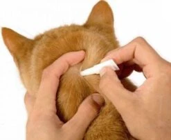 Frontline Spot-On Anti Vlooienmiddel Kat - 6 Pipetten -Huisdier Verkoop 1200x987 4