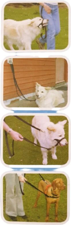 Company Of Animals Halti Trainingslijn - Large - 2 Meter - Verstelbaar - Zwart -Huisdier Verkoop 378x1200