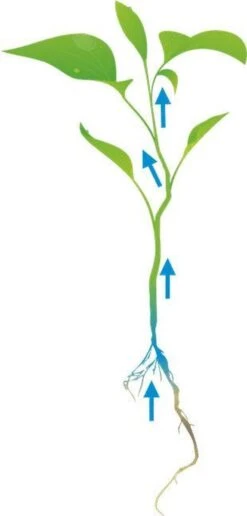 Cat's Best Oko Plus Korrels - Kattenbakvulling - 40 L -Huisdier Verkoop 574x1200 4