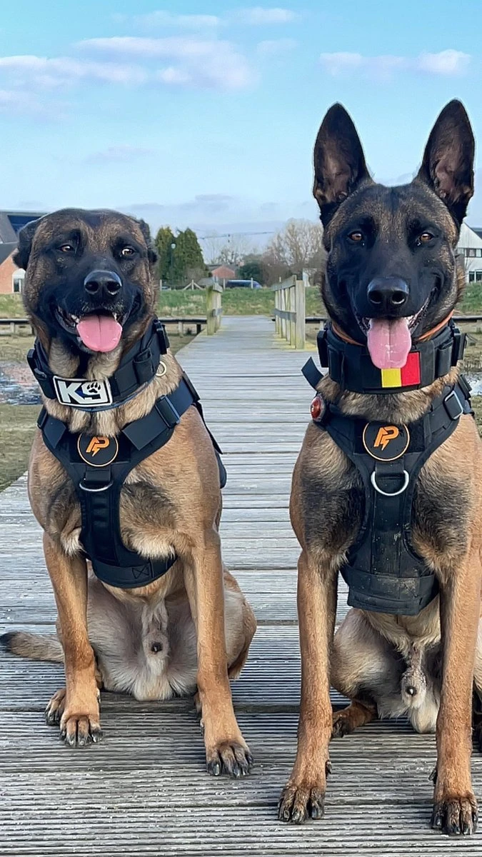 Always Prepared © Pro K9 Hondentuig - Anti Trek - Y Tuig - Middel En Grote Hond - Veiligheidstuig 15 Always Prepared © Pro K9 Hondentuig - Anti Trek - Y Tuig - Middel En Grote Hond - Veiligheidstuig - Afbeelding 13