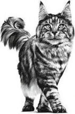 Royal Canin Renal - Tonijn - Kattenvoer - 12 X 85 G 25 Royal Canin Renal - Tonijn - Kattenvoer - 12 X 85 G -Huisdier Verkoop 790x1200 10