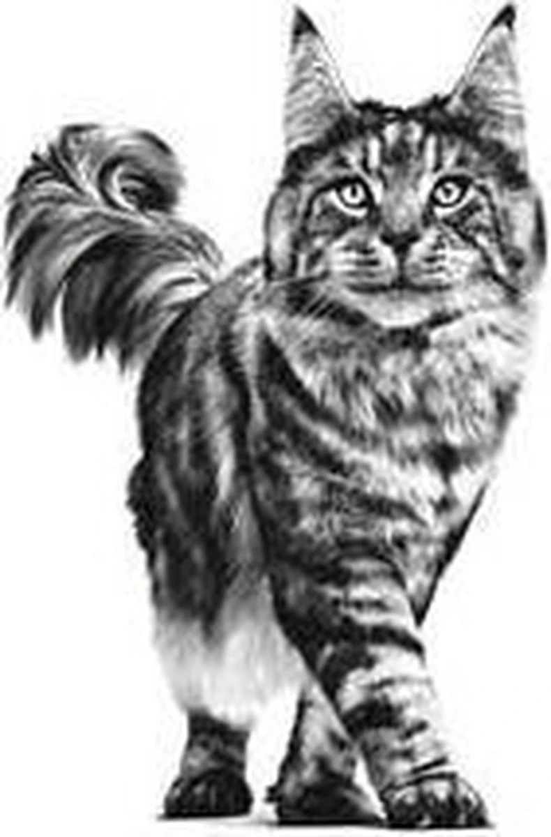 Royal Canin Renal - Tonijn - Kattenvoer - 12 X 85 G 14 Royal Canin Renal - Tonijn - Kattenvoer - 12 X 85 G - Afbeelding 12