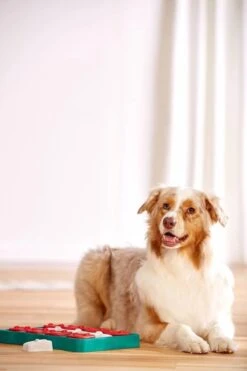 Nina Ottosson - Hondenspel - Dog Brick -Huisdier Verkoop 799x1200 5