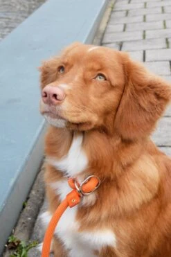 Rebel Petz - Honden Trainingslijn Met Halsband - Taupe, Zwart, Groen & Oranje - Maat Small Of Large - Kleur: Oranje, Maat: Large -Huisdier Verkoop 800x1200 4