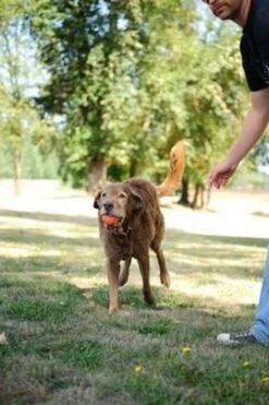 Chuckit! Ultra Bal - L - 7 Cm -Huisdier Verkoop 800x1200 41