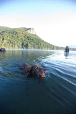 Chuckit! Chuckit Ultra Ball - XXL - 11 Cm 29 Chuckit! Chuckit Ultra Ball - XXL - 11 Cm -Huisdier Verkoop 800x1200 52