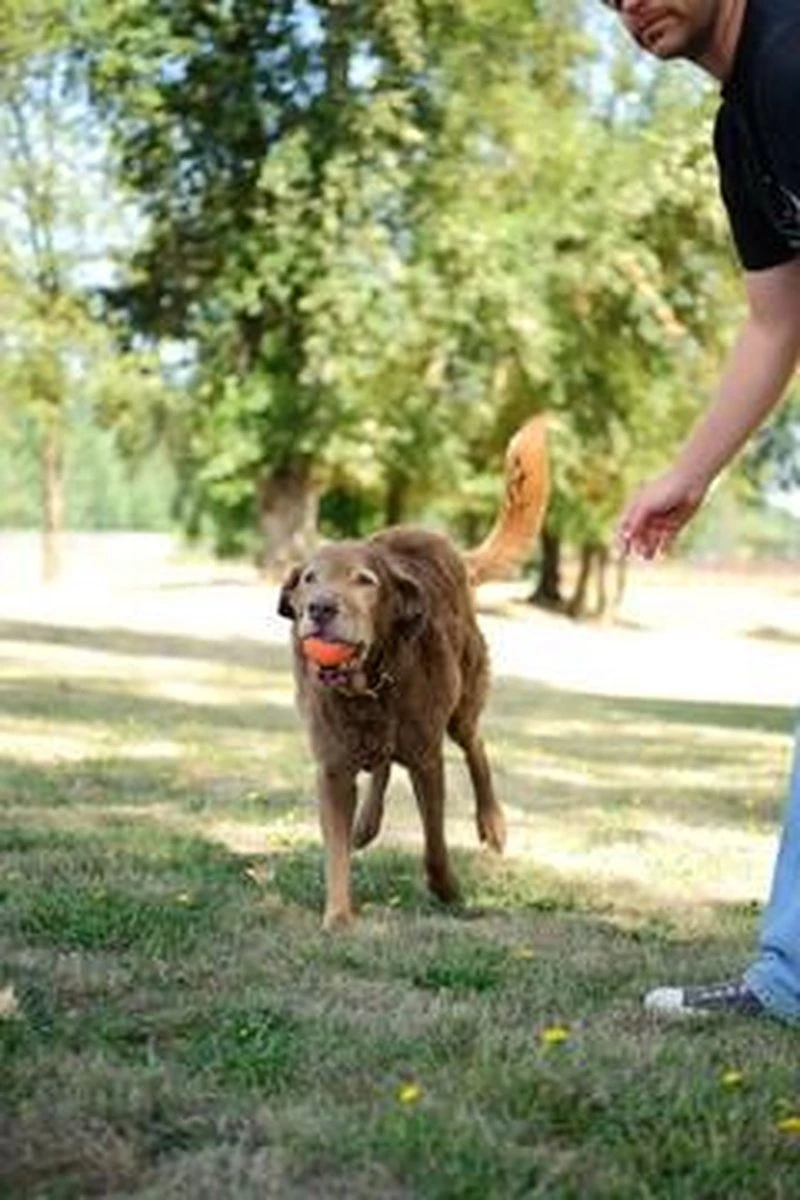 Chuckit! Chuckit Ultra Ball - XXL - 11 Cm 17 Chuckit! Chuckit Ultra Ball - XXL - 11 Cm - Afbeelding 15