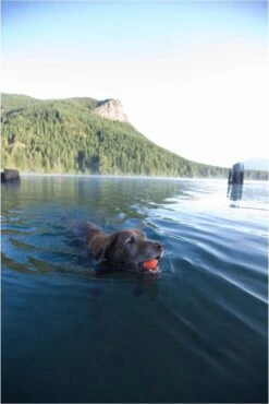 Chuckit! Ultra Bal - L - 7 Cm -Huisdier Verkoop 801x1200 4