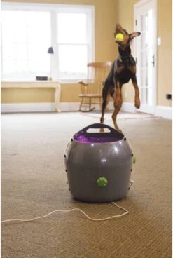 PetSafe Automatische Ballenwerper - Dierenspeelgoed 36 PetSafe Automatische Ballenwerper - Dierenspeelgoed -Huisdier Verkoop 806x1200 3